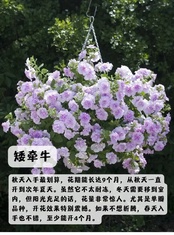 上海地區(qū)適合種什么綠化草花