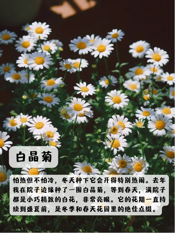 上海地區(qū)適合種什么綠化草花