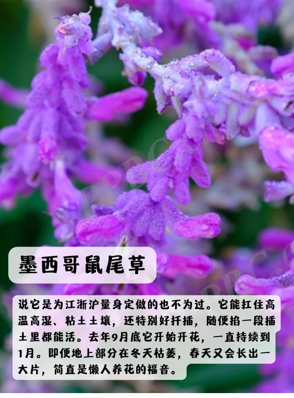 上海地區(qū)適合種什么綠化草花