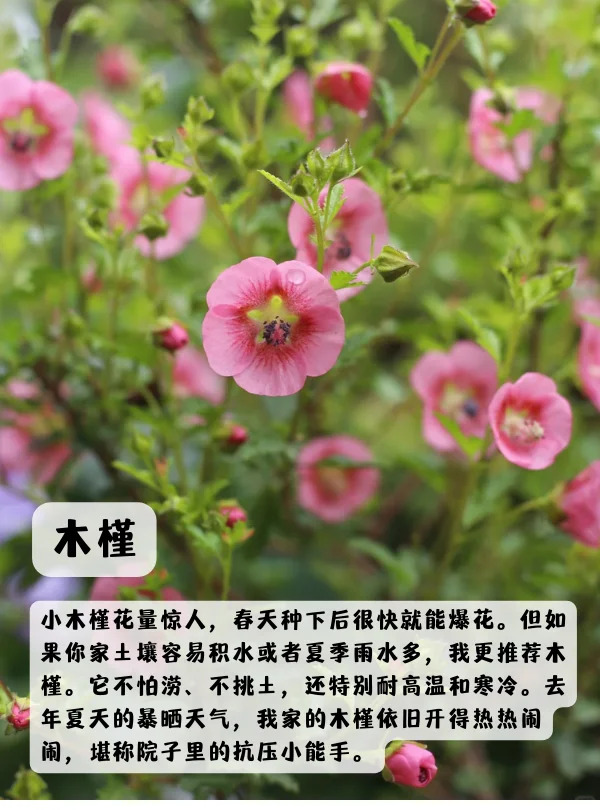上海地區(qū)適合種什么綠化草花