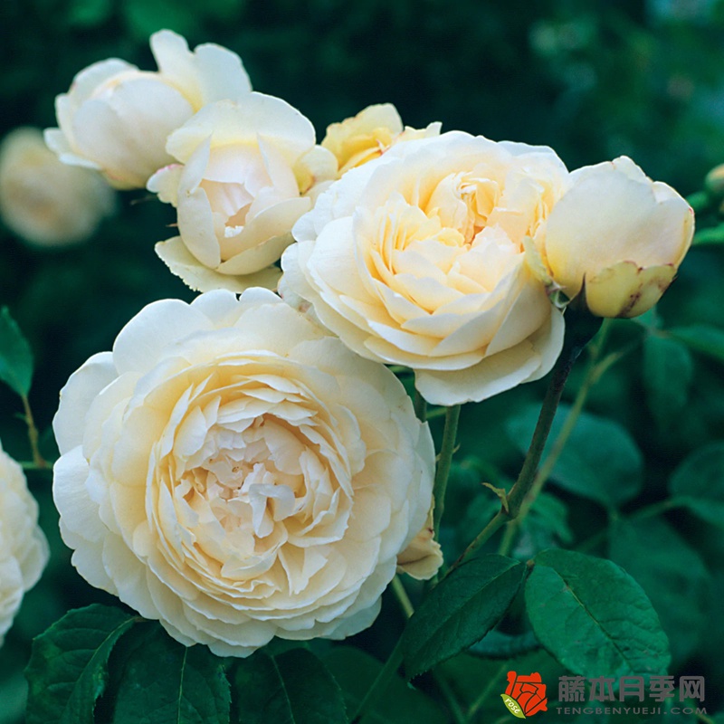 溫德米爾Windermere月季的優(yōu)缺點介紹