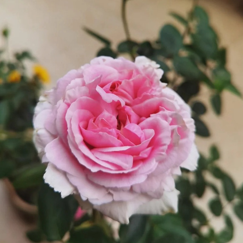 伊芙幻塔索斯月季優(yōu)缺點(diǎn)