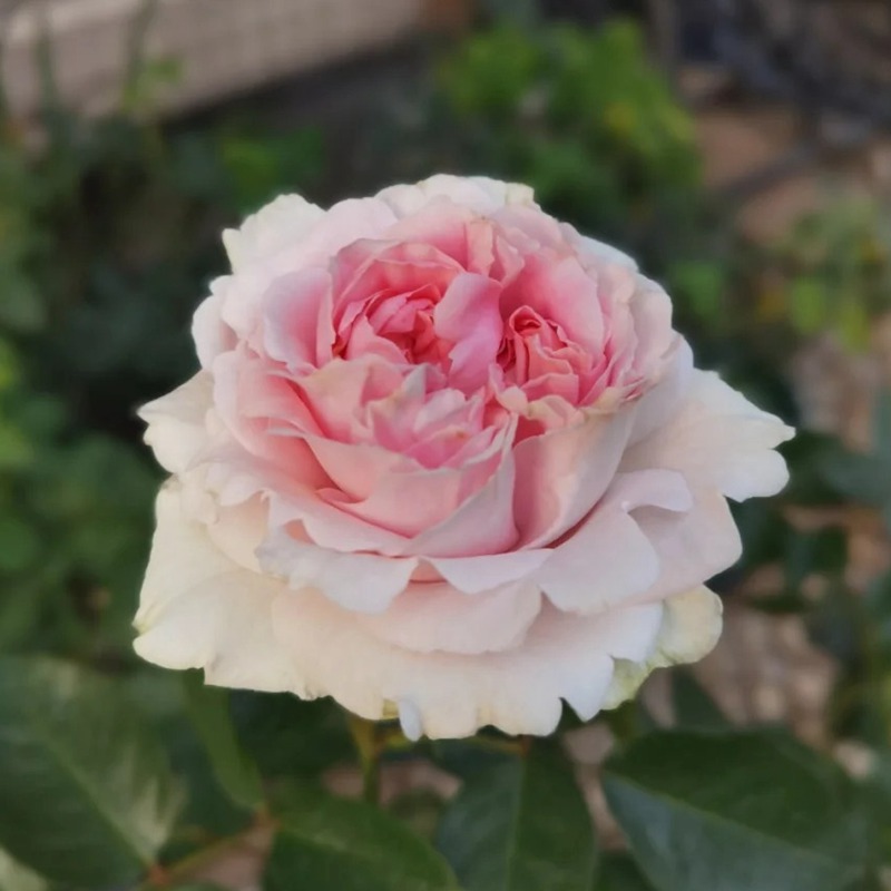 伊芙幻塔索斯月季優(yōu)缺點(diǎn)