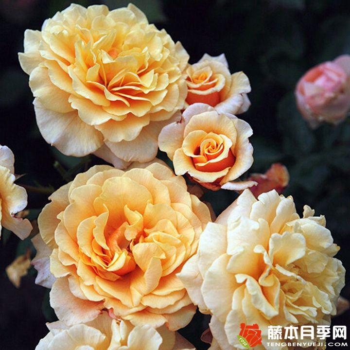 卡梅爾月季怎么樣