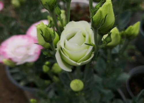 不同顏色洋桔梗花語和象征寓意