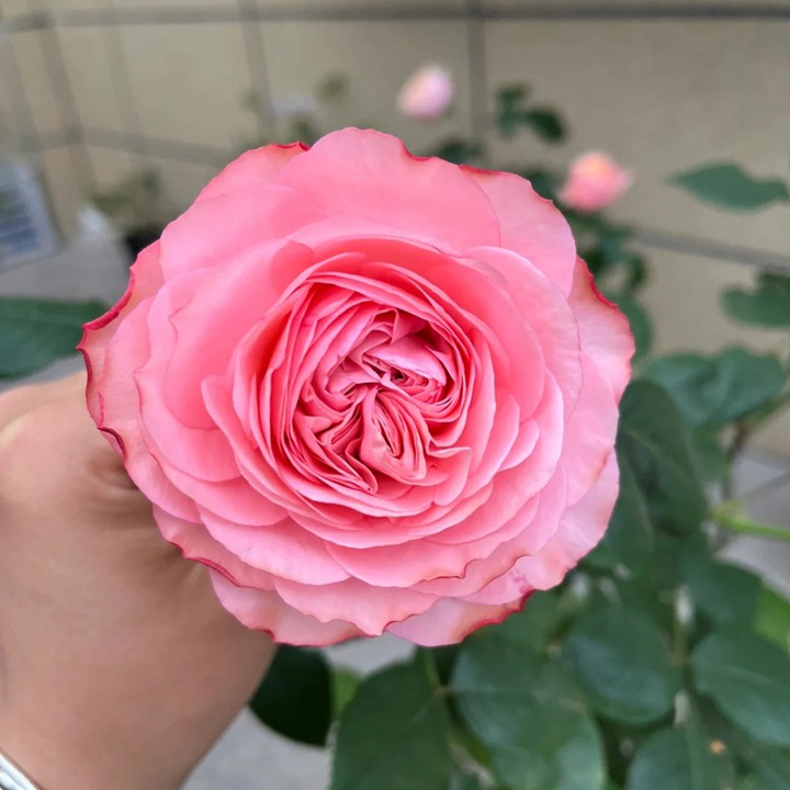 仲夏之夜月季怎么樣
