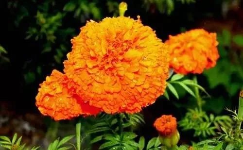 100種常見的花卉圖片及其簡(jiǎn)介