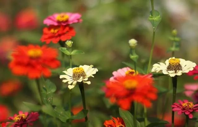 100種常見的花卉圖片及其簡(jiǎn)介