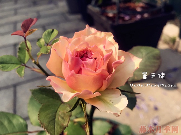 翼天使月季怎么樣