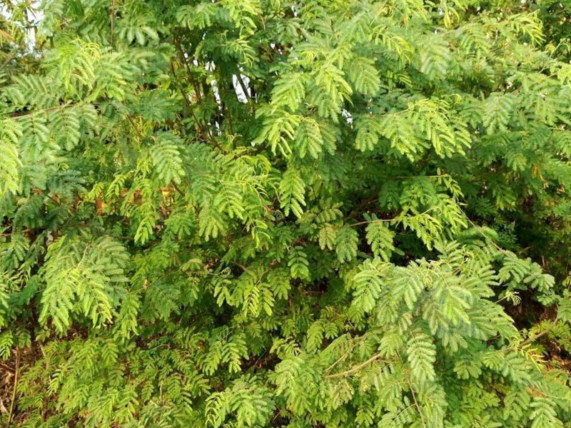 根系發(fā)達(dá)的護(hù)坡小灌木品種推薦