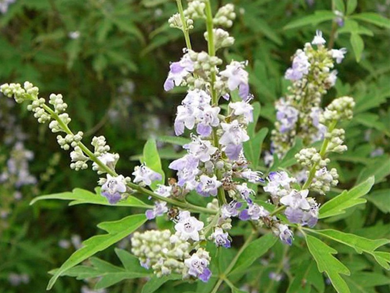 根系發(fā)達(dá)的護(hù)坡小灌木品種推薦