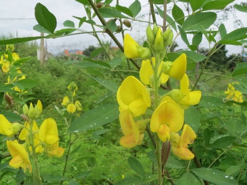 根系發(fā)達(dá)的護(hù)坡小灌木品種推薦