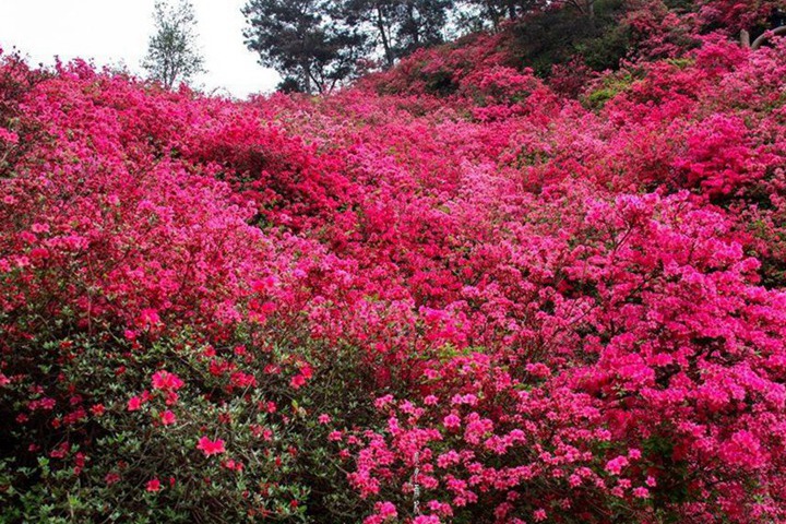 杜鵑什么時(shí)候開花,開花能開多長(zhǎng)時(shí)間