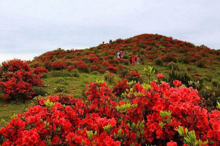 杜鵑什么時(shí)候開花,開花能開多長(zhǎng)時(shí)間