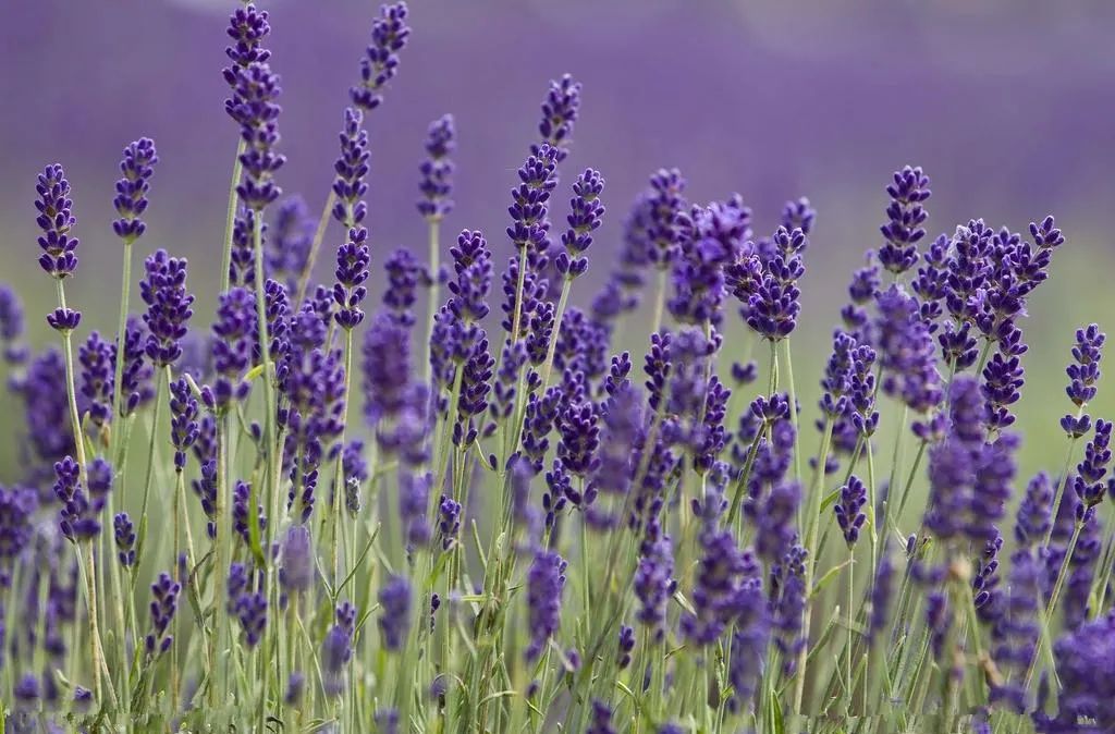 100種常見的花卉圖片及其簡(jiǎn)介