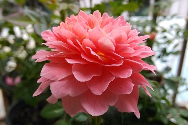 芳香王陽臺月季怎么樣