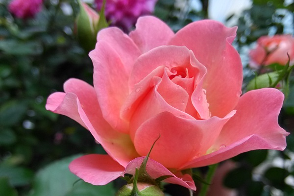 芳香王陽臺月季怎么樣