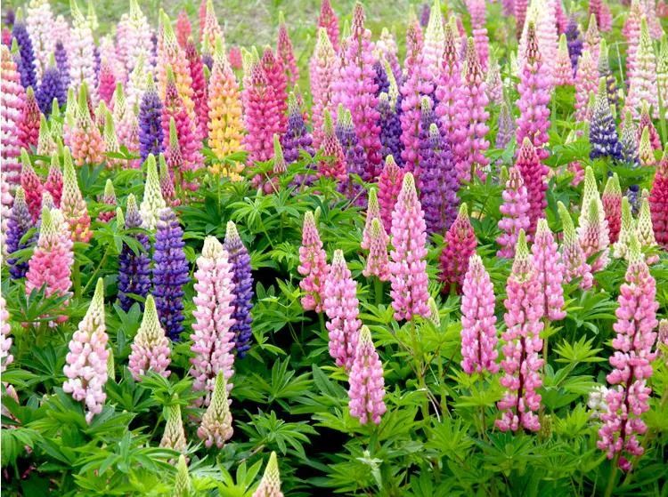 100種常見的花卉圖片及其簡(jiǎn)介