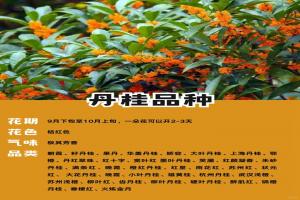十大名貴桂花品種排行榜