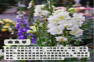 上海地區(qū)適合種什么綠化草花