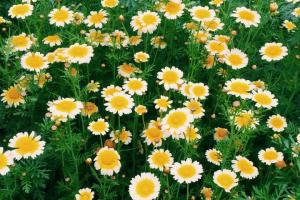 黃菊花的花語是什么
