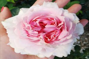 伊芙幻塔索斯月季優(yōu)缺點(diǎn)