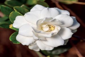 梔子花月季怎么樣