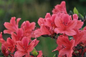 杜鵑什么時候開花,開花能開多長時間