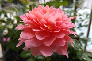 芳香王陽臺(tái)月季怎么樣