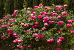 深粉龍沙寶石Pink Eden Rose