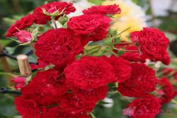猩紅剪影Crimson Siluetta