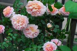 亞伯拉罕·達(dá)比（Abraham Darby）