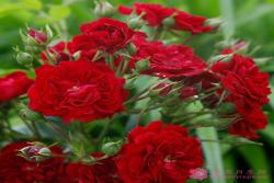 猩紅剪影Crimson Siluetta