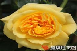 明星艾麗達Starlet? Rose Elida