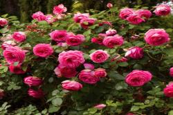 深粉龍沙寶石Pink Eden Rose