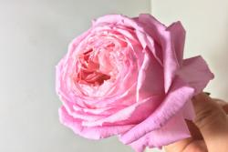 女人遺產(chǎn)Lady's heirloom
