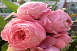 女人遺產(chǎn)Lady's heirloom