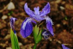 [藍花鳶尾]藍花鳶尾花期_藍花鳶尾種子種植方法