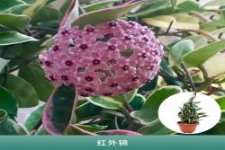 [球蘭]球蘭花圖片_開花時間_種植方法