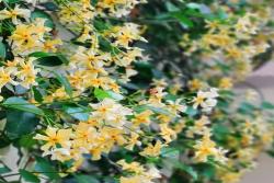 [黃色風車茉莉]黃色風車茉莉花期_批發(fā)價格_圖片