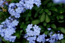 [藍雪花]藍雪花圖片_花期_種植方法