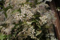 蘋果花(Apple Blossom)