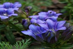 [龍膽花]龍膽花圖片_花期_批發(fā)價(jià)格