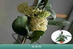 [球蘭]球蘭花圖片_開花時間_種植方法