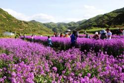 藍香芥