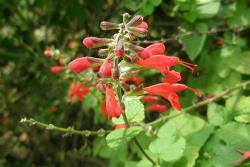 紅花鼠尾草