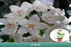 [球蘭]球蘭花圖片_開花時間_種植方法