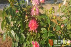 月季盆栽施肥的11個誤區(qū)
