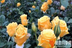 黃色玫瑰寓意和花語(yǔ)