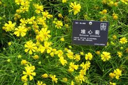 公路綠化的花海都有哪些品種